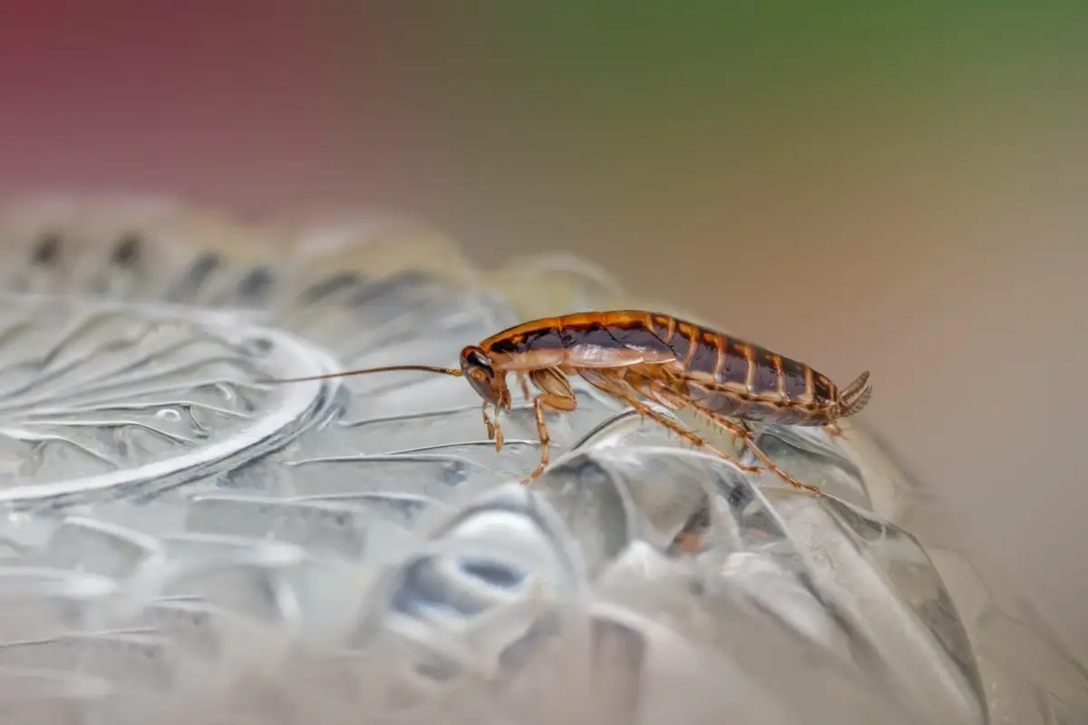 a close up of a bug on a glass plate